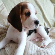 Beagle - Dogs