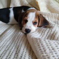 Beagle - Dogs