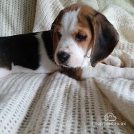 Beagle - Dogs