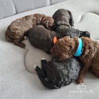 Bedlington Terrier - Both