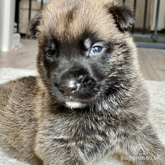 Belgian Shepherd Dog (Groenendael) - Both