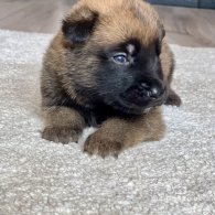 Belgian Shepherd Dog (Groenendael) - Both