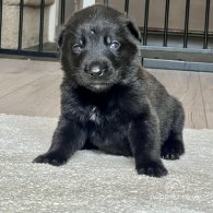 Belgian Shepherd Dog (Groenendael) - Both