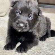 Belgian Shepherd Dog (Groenendael) - Both