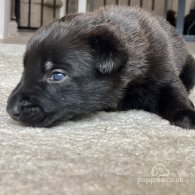 Belgian Shepherd Dog (Groenendael) - Both