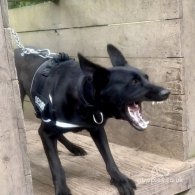 Belgian Shepherd Dog (Groenendael) - Both