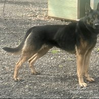 Belgian Shepherd Dog (Groenendael) - Both