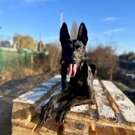 Belgian Shepherd Dog (Groenendael) - Both