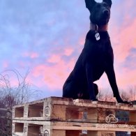 Belgian Shepherd Dog (Groenendael) - Both