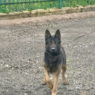 Belgian Shepherd Dog (Groenendael) - Both