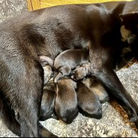 Belgian Shepherd Dog (Groenendael) - Both