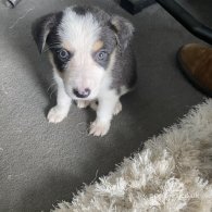 Border Collie - Dogs