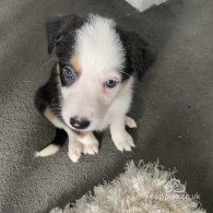 Border Collie - Dogs