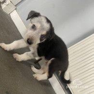 Border Collie - Dogs