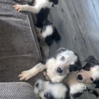 Border Collie - Dogs