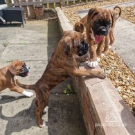 Boxer - Both