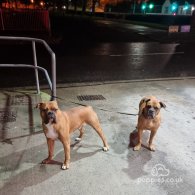 Bullmastiff - Both