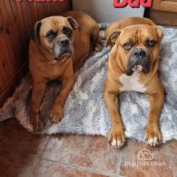 Bullmastiff - Both