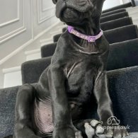 Cane Corso - Both