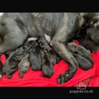 Cane Corso - Both