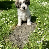 Cavachon - Dogs