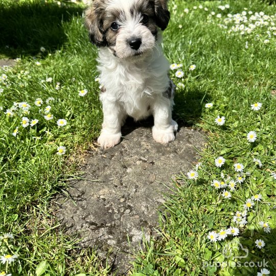 Cavachon - Dogs