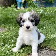 Cavachon - Dogs