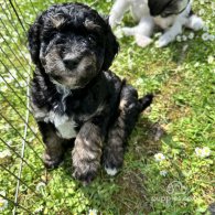 Cavachon - Dogs