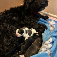 Cavachon - Dogs