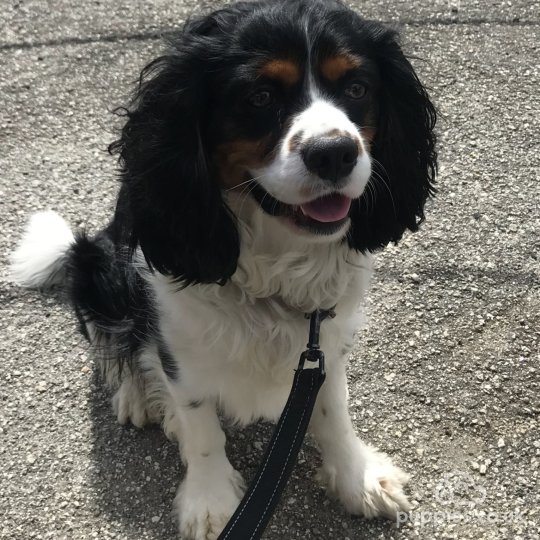 Cavalier King Charles Spaniel