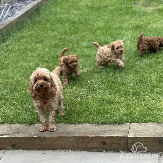 Cavapoo - Both