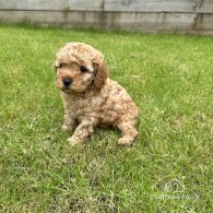 Cavapoo - Both