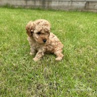 Cavapoo - Both