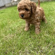 Cavapoo - Both