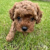 Cavapoo - Both