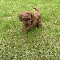 Cavapoo - Both