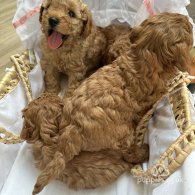 Cavapoo - Both