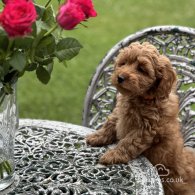 Cavapoo - Both