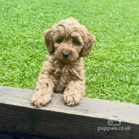 Cavapoo - Both