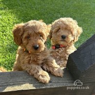 Cavapoo - Both