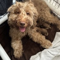 Cavapoo - Both