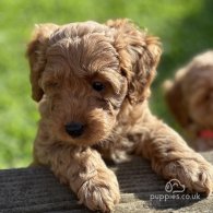 Cavapoo - Both