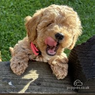 Cavapoo - Both