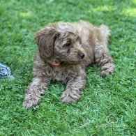 Cavapoo - Both