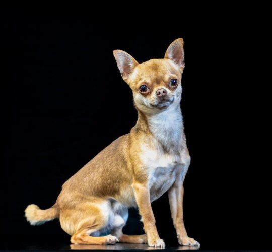 Chihuahua