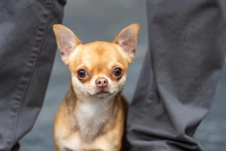 Chihuahua