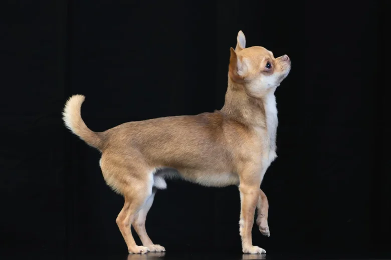 Chihuahua