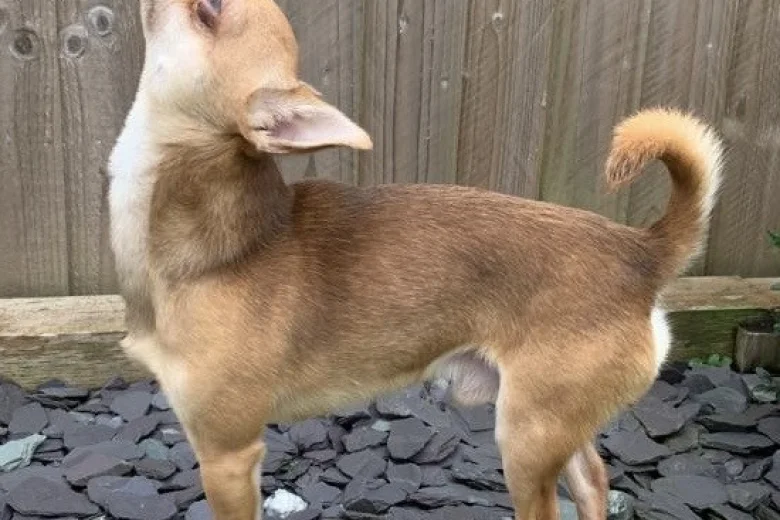 Chihuahua