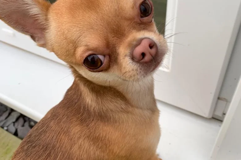 Chihuahua