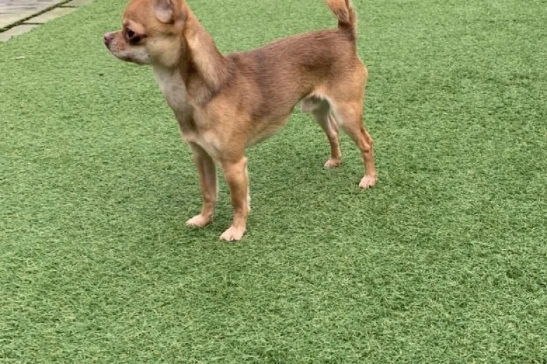 Chihuahua